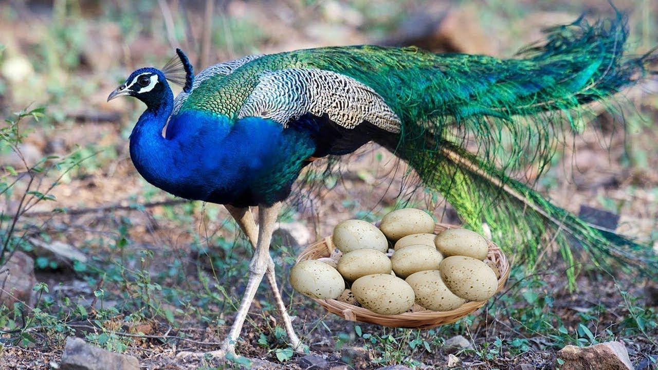 Яйцо декоративных птиц