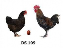 Доминант DS-109 шоколадное яйцо (Чешский маточник) Россия