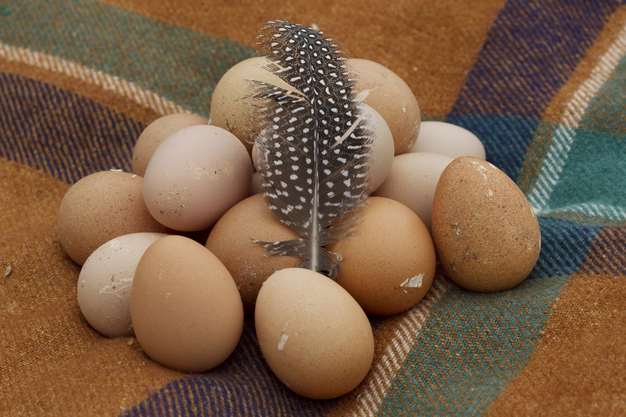 Размер яиц кур. Яйца цесарки. Птица цесарка яйца. Цесариное яйцо. Яйцо цесарки размер.